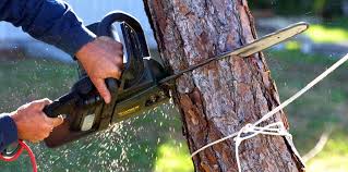 How Our Tree Care Process Works  in Rock Island, IL